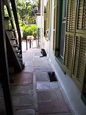 Porch on the side including one of the dozens of cats