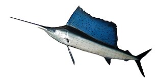 Sailfish, like all billfish, have a rostrum (bill) which evolved from the upper jawbone