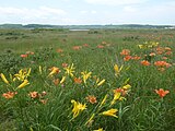 小清水原生花园的虾夷萱草与虾夷透百合（2011年7月）