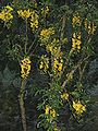 Laburnum anagyroides