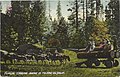 Typical Logging Scene in Tulare County