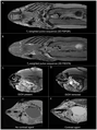 File:MRI scanning of museum specimens - journal.pone.0034499.g002.png