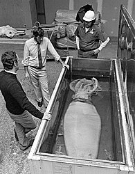 #240 (?/2/1980) Michael J. Sweeney (left) and Clyde F. E. Roper (center) with the giant squid that washed ashore on Plum Island, Massachusetts, in early February 1980, as it was being prepared for display at the National Museum of Natural History in 1983.