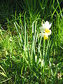 Narcissus tazetta subsp. italicus