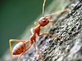 Weaver ant (Oecophylla smaragdina) major worker (Viet Nam)