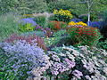 Perennials in bloom