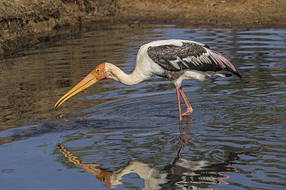 catching fish