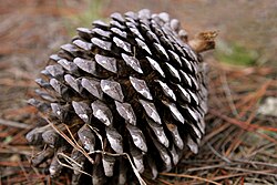 Monterey Pine cone on forest floor