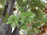 ''Prunus serrulata'' 'Gioiko' Koidz (Gyoiko) [ja] with rare green flowers developed in the Edo period of Japan.