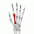 Second metacarpal bone of the left hand (shown in red). Animation.