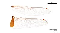 Female Tramea transmarina wings