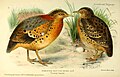 Yellow-legged buttonquails, female on left