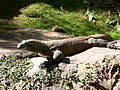 Komodo dragon (Varanus komodoensis)