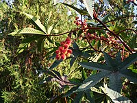 中國科學院吐魯番沙漠植物園的蓖麻