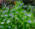 Nigella damascena