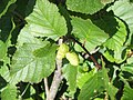 Alnus alnobetula subsp. alnobetula fruits