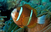 大堡礁双锯鱼(Amphiprion akindynos)