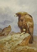 Pair of Golden Eagles