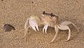 Ghost crab