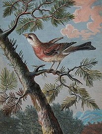 Songbird in an Evergreen