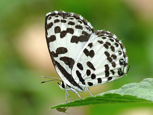 Ventral view