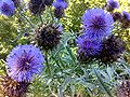 Garden plant in bloom