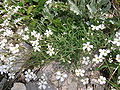 a white-flowered form