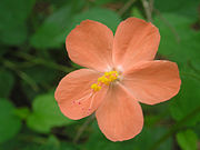 小花扶桑 Hibiscus hirtus