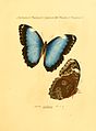 Hübner Sammlung exotischer Schmetterlinge Augsburg [1806-1841]