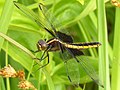 Female at Schulenberg Prairie