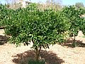 Citrus plantation