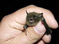 Image:Myotis sodalis.jpg