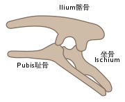 鸟臀目骨盆构造