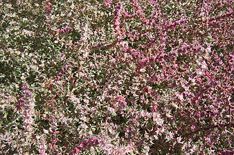 Close-up of fruiting bushes