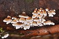 Fruiting bodies of 'P. crispa