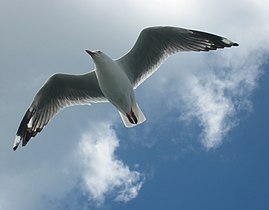 Red-billed gull in flight