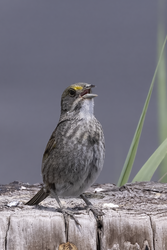 A Seaside Sparrow calls from Jake's Landing Road in Cape May County, NJ.