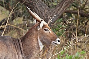 Male K. e. unctuosus Senegal