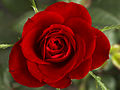 A red rose (duh!)