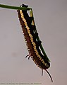 Caterpillar