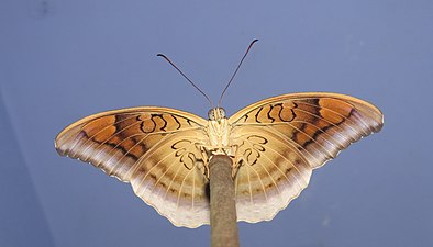 Ventral view