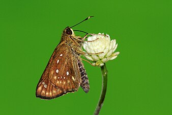 Ventral view