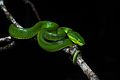 T. albolabris, White-lipped pit viper (adult, female) – Kaeng Krachan National Park