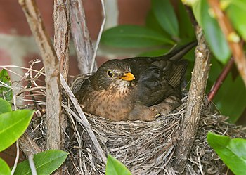 Blackbird nest