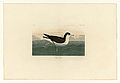 299. Dusky Petrel