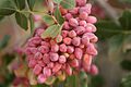 Pistachio tree