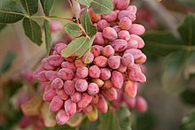 Pistachio, Torbat-e Heydarieh, Razavi Khorasan, Iran