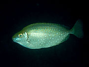 The mottled spinefoot Siganus fuscescens or "aigo" is a host of Microcotyle mouwoi