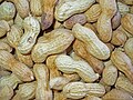 Peanut seeds are contained in indehiscent legume fruit