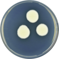 Aspergillus candidus growing on CYA plate